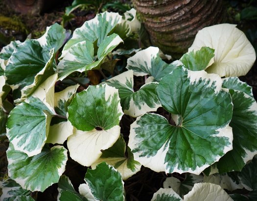 Photo of Farfugium japonicum 'Argenteum' foliage by Karl Gercens III