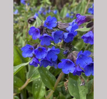 Photo of Pulmonaria 'Benediction' flower, foliage by Dancing Oaks Nursery