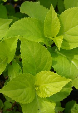 Hydrangea macrophylla 'Lemon Daddy' PP17660 | French Hydrangea | Lemon ...