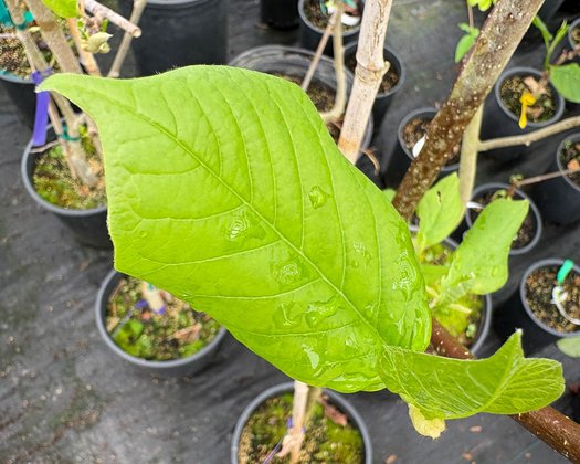 Photo of Magnolia 'Ivory Jewel' foliage by plant lust