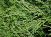 Juniperus
