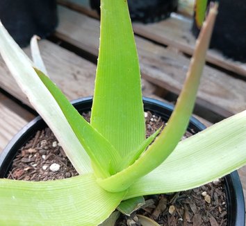 Photo of Aloe manandonae foliage by Dry Oasis Plants