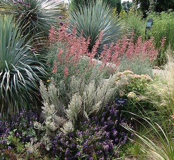 Photo of Yucca rostrata form by Panayoti Kelaidis