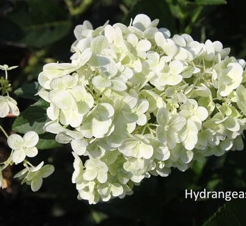Photo of Hydrangea paniculata 'Mega Pearl'
