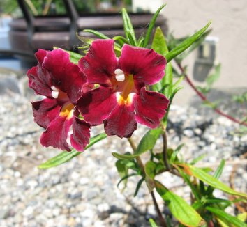 Photo of Diplacus 'Jack' flower by Far Reaches Farm
