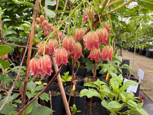 Photo of Enkianthus campanulatus 'Red Velvet' flower by plant lust