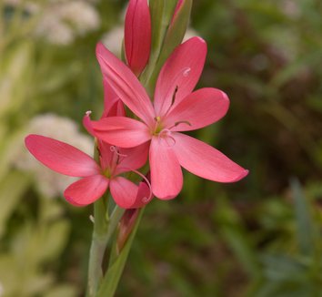 Photo of Hesperantha coccinea 'Pallida' flower by Secret Garden Growers