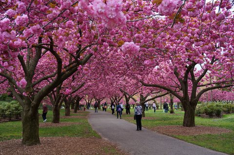 thumbnail image 2 of Kwanzan Cherry Tree Live Plant – Prunus Serrulata, 4-6 Inches Tall, Fast-Growing Flowering Tree 2 of 13