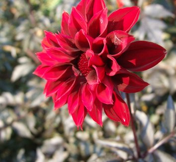 Photo of Dahlia 'Fat Friar' flower by Dancing Oaks Nursery