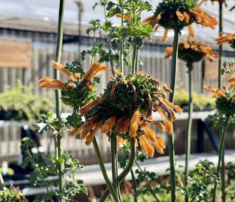 Leonotis ‘Savannah Sunset’ | Leonotis menthifolia x ‘Savannah Sunset