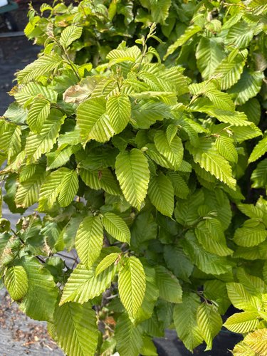 Photo of Carpinus betulus 'Columnaris Nana' foliage by plant lust