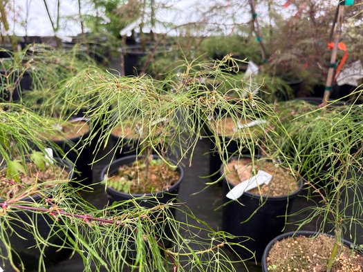 Photo of Acer palmatum 'Fairy Hair' foliage by plant lust