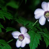 Anemonopsis macrophylla | | plant lust
