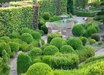 Fagus