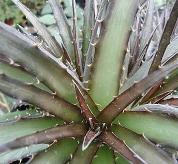 Dyckia from multiple nurseries on Plant Lust
