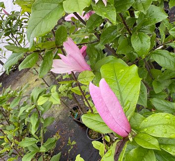 Photo of Magnolia 'Ricki' flower by plant lust
