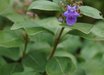 Vitex