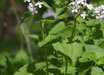 Lunaria