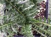 Acanthus