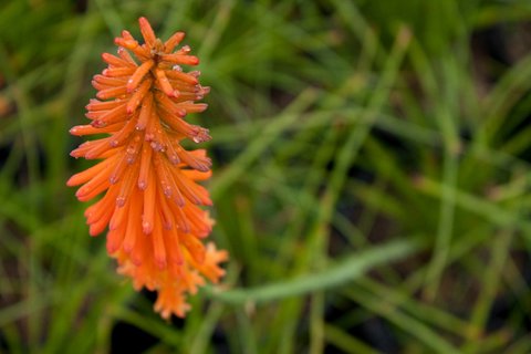 Kniphofia triangularis 'Light of the World' | Kniphofia triangularis ...