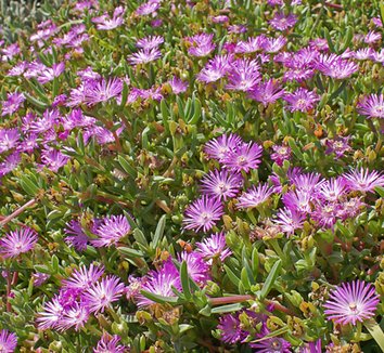 Photo of Ruschia dichroa flower by Karl Gercens III