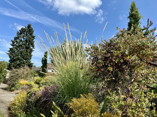 Photo of Pennisetum macrourum by Patricia Cunningham