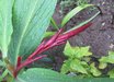 Cautleya