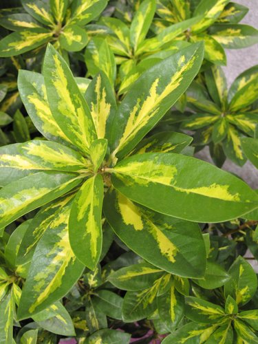 Rhododendron 'President Roosevelt'