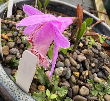Photo of Pleione Irazu gx. flower by plant lust
