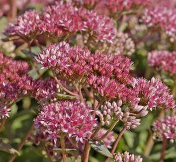 Photo of Sedum 'Abbeydore' flower by Avant Gardens