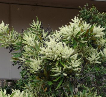 Photo of Grevillea baileyana flower, foliage, form, fruit by Tatters at Flickr