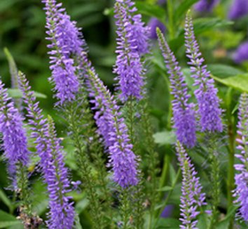 Photo of Veronica longifolia flower, form by Annie's Annuals & Perennials