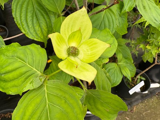Photo of Cornus Venus® PP16309 flower, foliage by plant lust