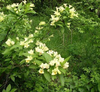 Photo of Weigela middendorfiana flower, foliage by Hanna Zelenko