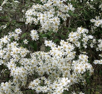 Photo of Olearia phlogopappa flower by A. Barra