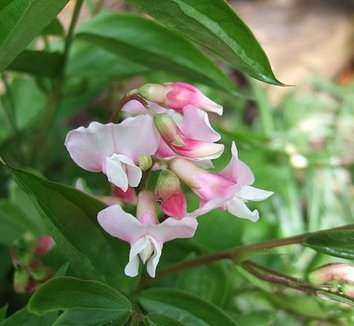Laryus Lathryus from multiple nurseries on Plant Lust