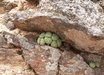 Conophytum