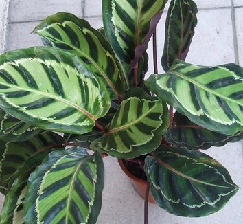 Photo of Goeppertia 'Medallion' foliage by Jerzy Opioła