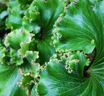 Photo of Farfugium japonicum 'Crispatum' foliage by Karl Gercens III