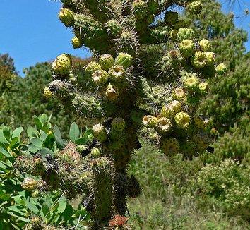 Photo of Cylindropuntia prolifera foliage by Stan Shebs