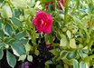 Impatiens