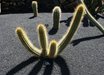 Echinopsis