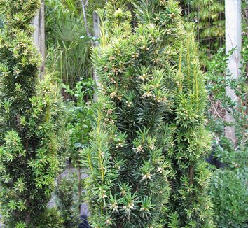 Photo of Taxus baccata 'Fastigiata Aurea' foliage by plant lust