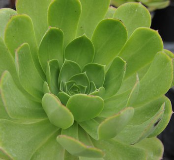 Photo of Aeonium 'Salad Bowl' foliage by plant lust