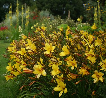 Photo of Hemerocallis 'Corky' flower by Karl Gercens III