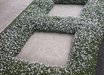 Isotoma