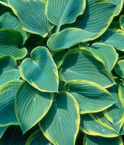 Hosta 'Frost Giant' | | plant lust