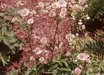 Astrantia