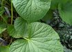 Daruma Wasabi