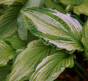 Photo of Hosta 'Fortunei Albopicta' foliage by Karl Gercens III